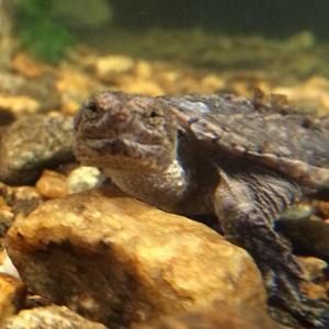 Meet your Posher, Edgar